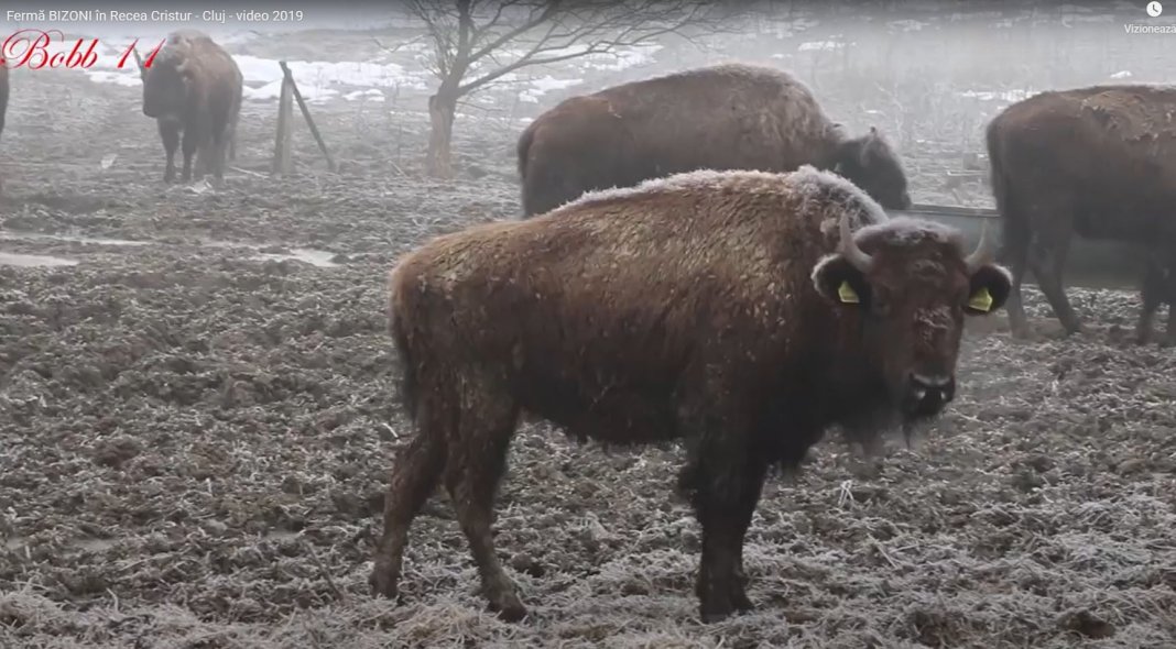 Masacrul de la ferma de bizoni din Cluj, cauzat de un fost chestor de poliție